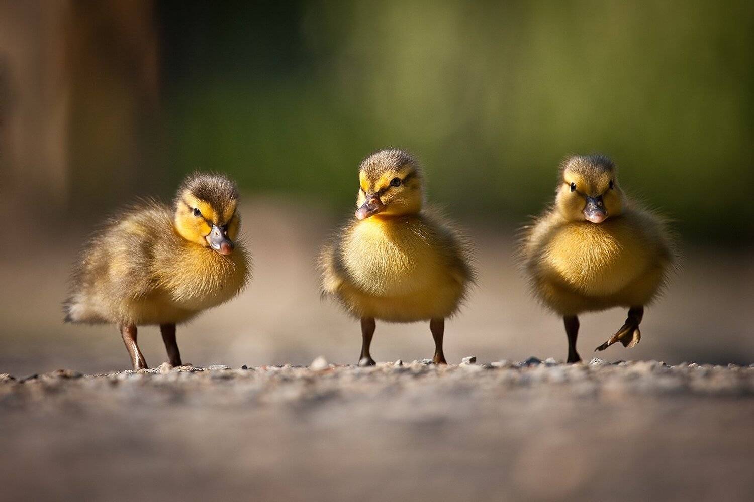 , Robert Adamec