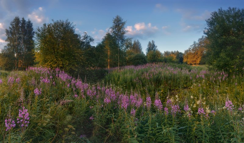 питер, пушкин, царское, царскоесело Когда цвёл иван-чай фото превью