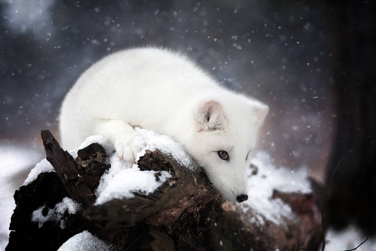 , Андрей Ершов