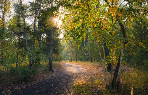 Обласкан светом лес осенний, сентябрь