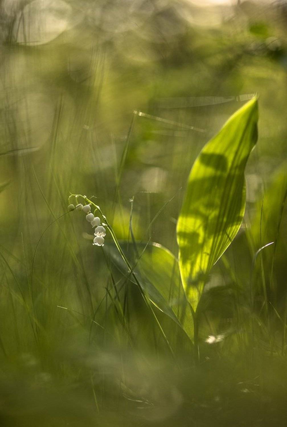 ландыш, цветок, май, весна, свет, цвет, воронеж, геннадий мещеряков,, Геннадий Мещеряков