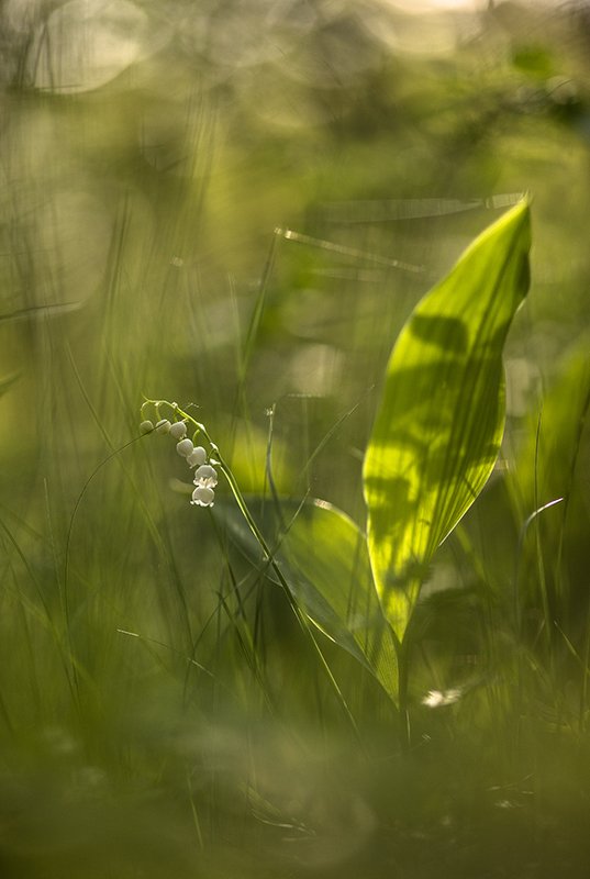 Когда коснулось солнце... фото превью