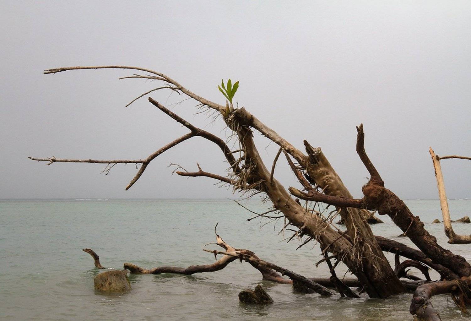 , Родислав Дрибен