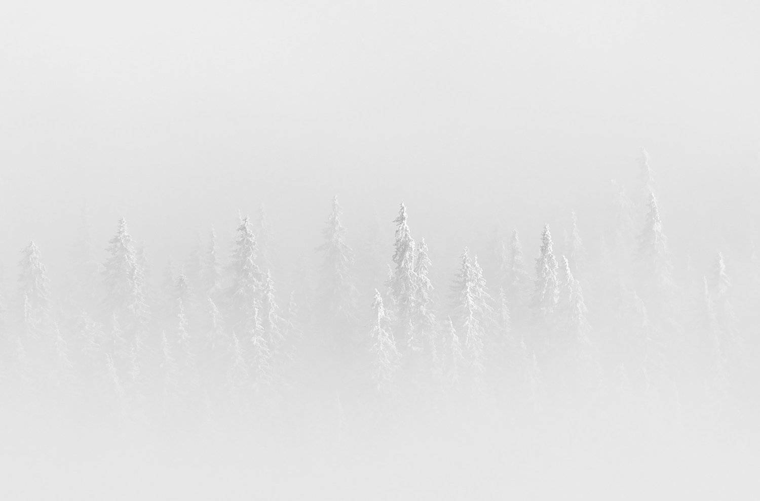 winter, trees, blizzard, snow, landscape, travel, nature, mountain, romania, cold, Lazar Ioan Ovidiu