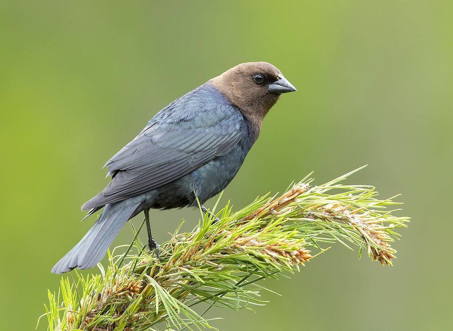 буроголовый коровий трупиал, brown-headed cowbird, трупиал, Elizabeth Etkind
