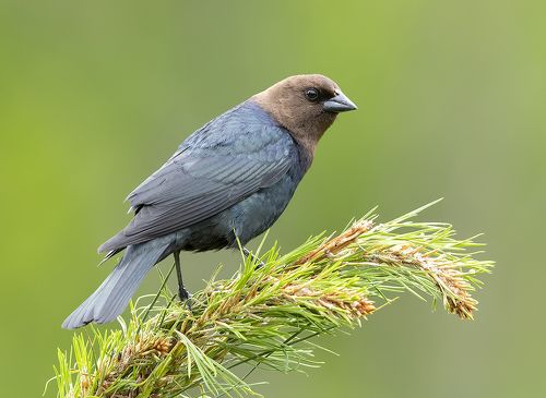 Brown-headed Cowbird - Буроголовый коровий трупиал