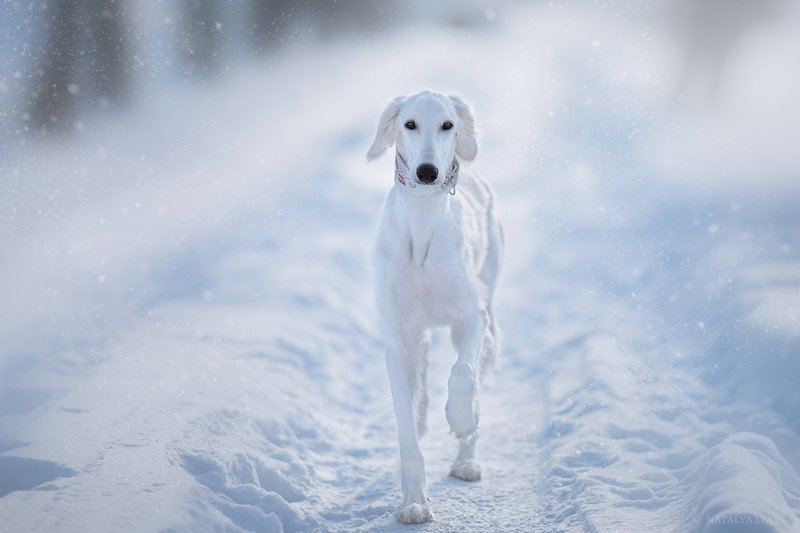 собака, животные, dog, animal, снег, зима, winter, snow, white Белое на белом фото превью