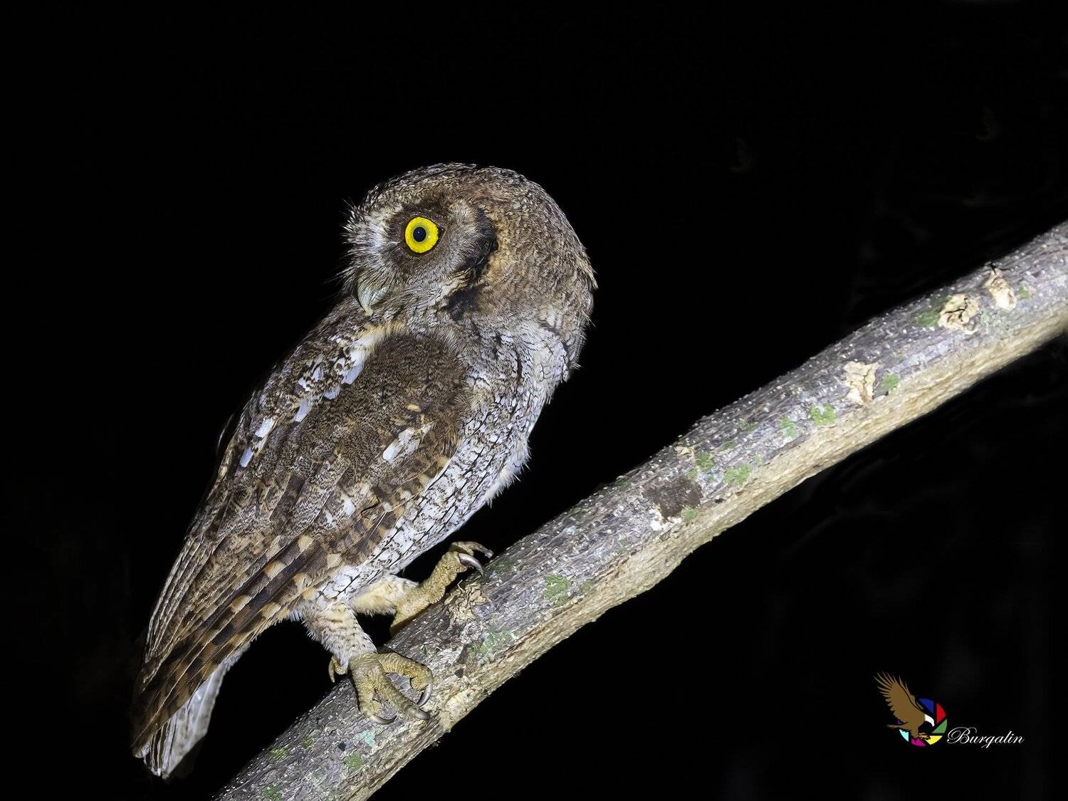 , Fernando Burgalin Sequeira