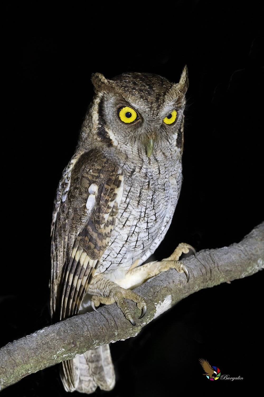 , Fernando Burgalin Sequeira