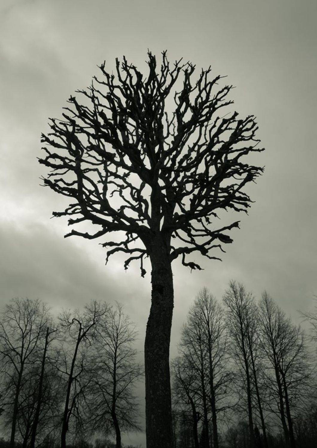 царское село, пушкин, Елена Курзина