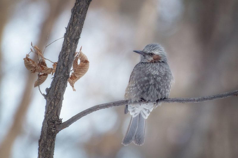 *** фото превью
