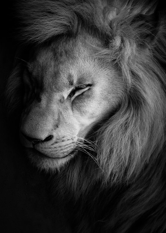 cat, lion, wild, blackandwhite, blackandwhitephotography, wildanimal, wildanimals, wildlife, wildlifephotography, wild_animal, wildanimalphotography, животные, дикие животные, лев, чб, чёрно-белое, беларусь, минск,минский зоопарк Sleeping lion фото превью
