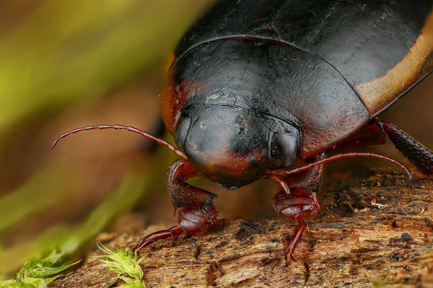 жук макро природа усы цвет зеленый растение, Андрей Шаповалов