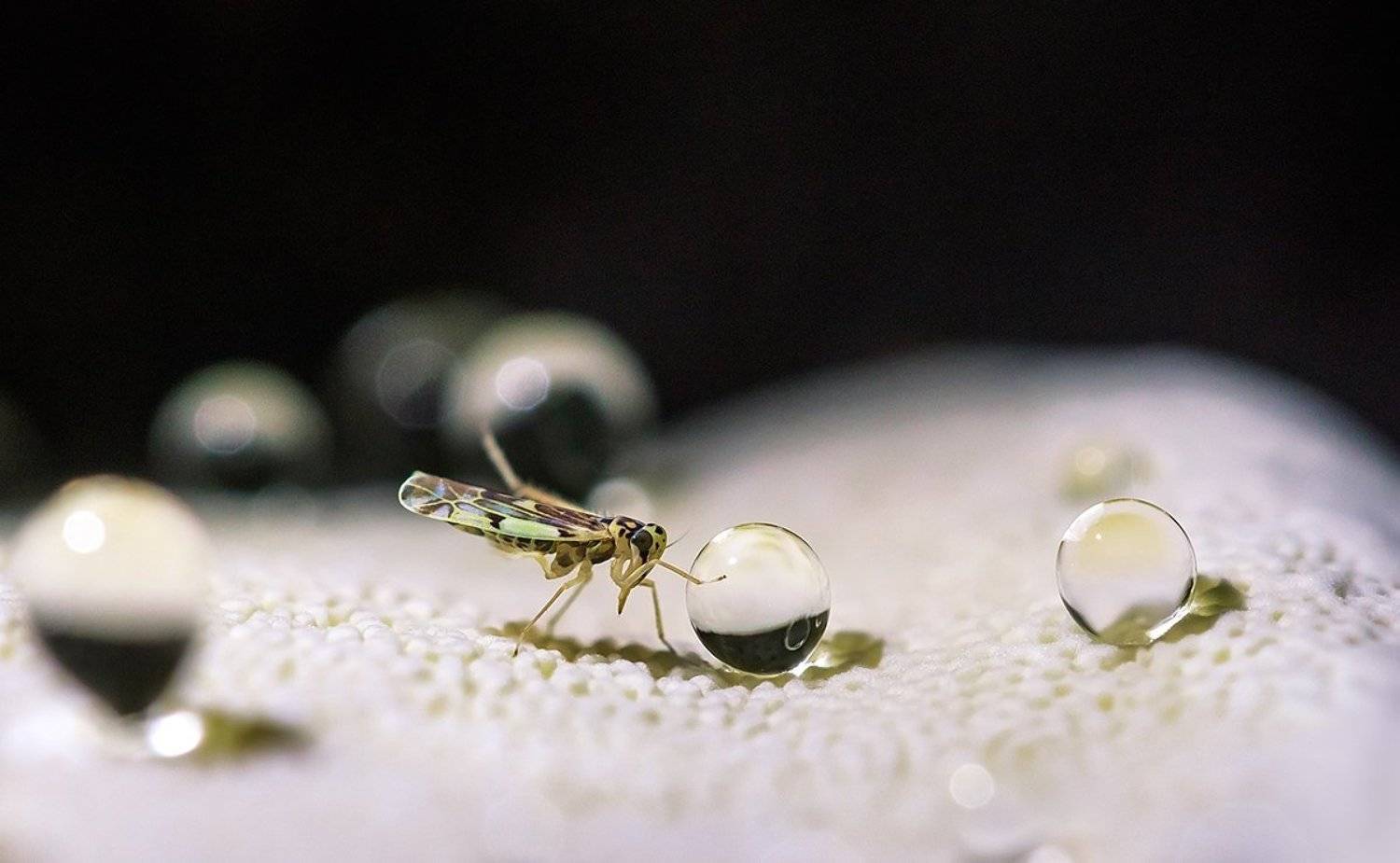 цикадка, гриб-трутовик, гуттация, Валерия Зверева