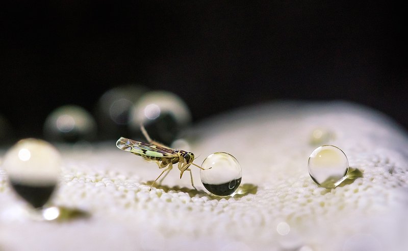 цикадка, гриб-трутовик, гуттация Удар, еще удар! фото превью