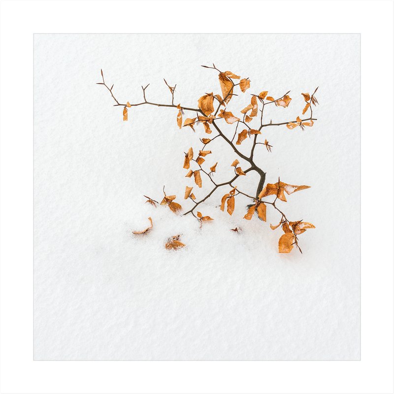 Весна, лето, осень, зима.. и снова весна фото превью