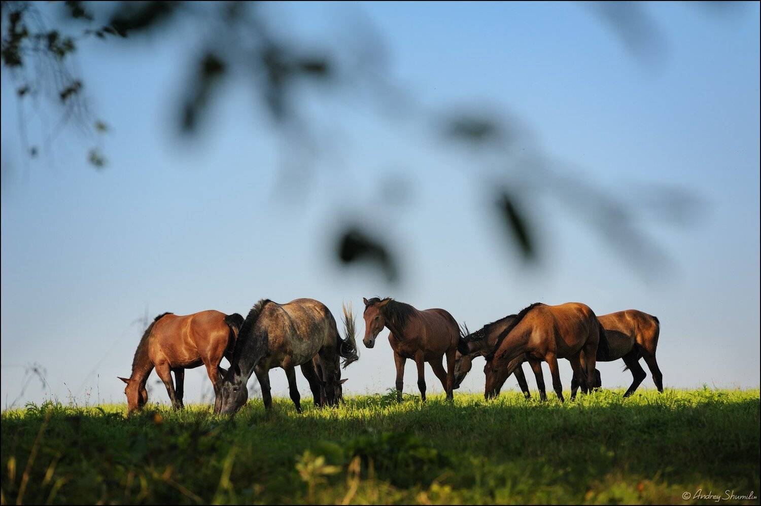 , Андрей Шумилин