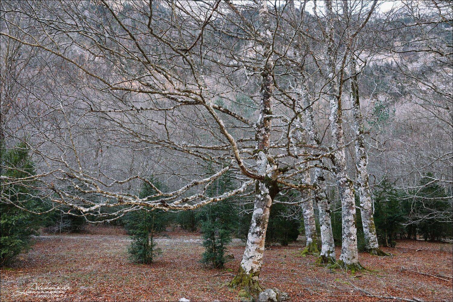 испания, Александр Леснянский