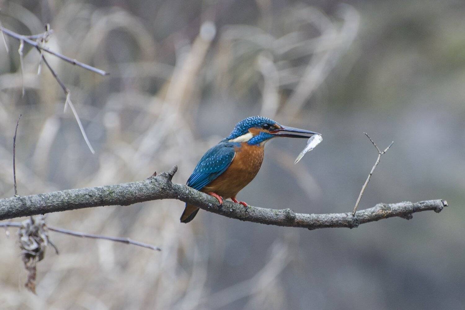 зимородок, птица, Михаил Агеев