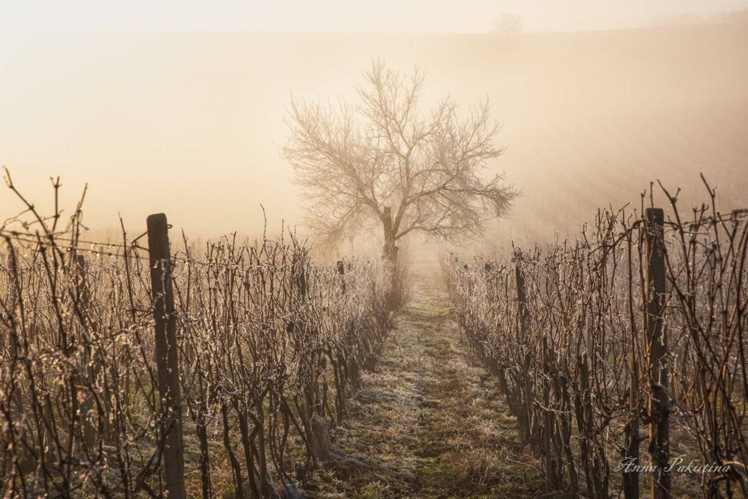 , Анна Пакутина