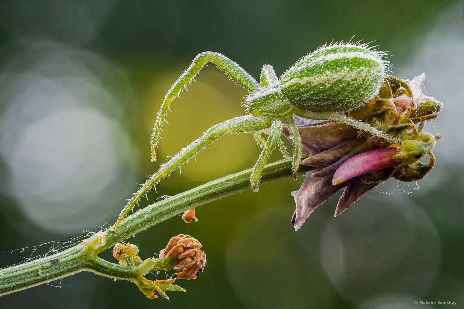 макро,стекинг,паук,вега-11у, Максим Сумской