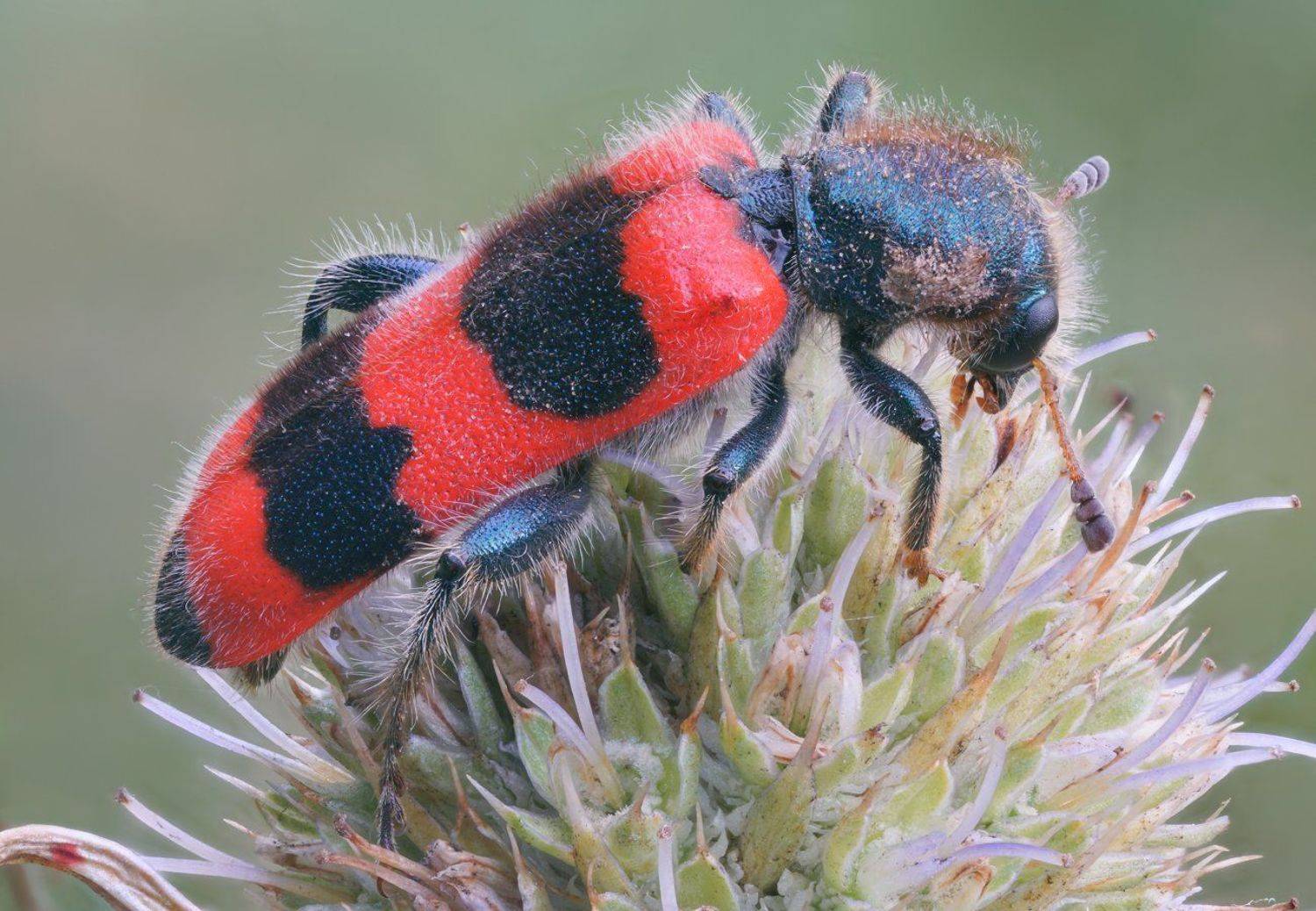 , Кузнецов Дмитрий