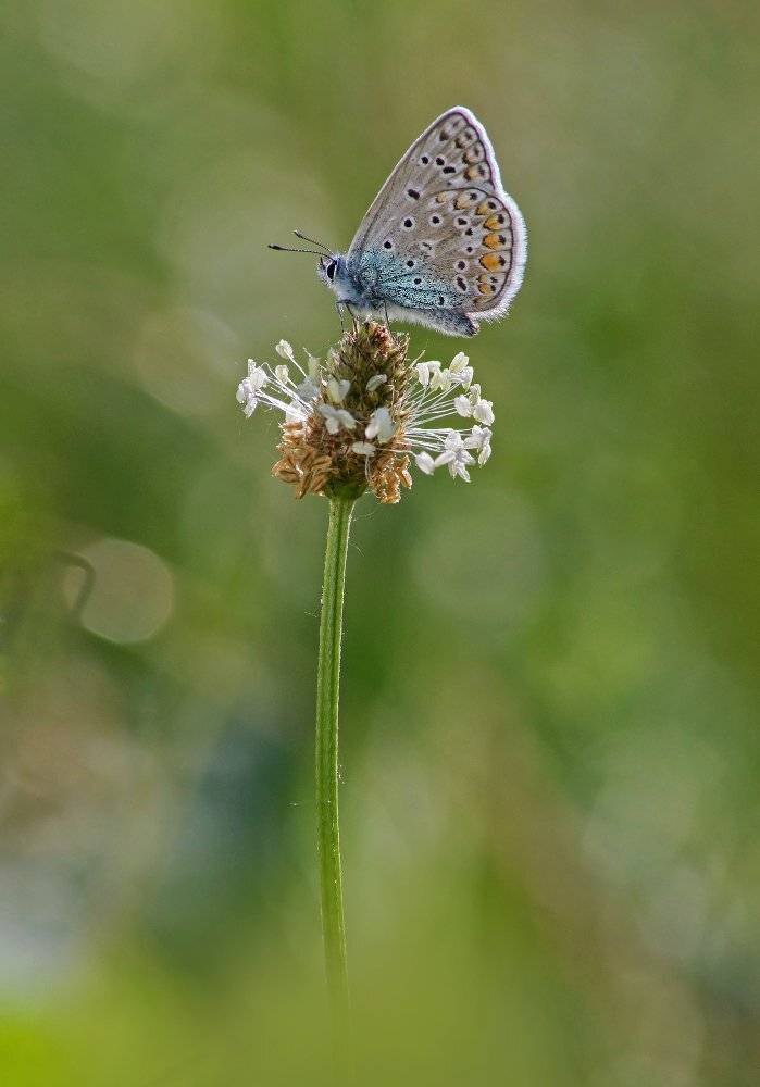 , Чепленко Алексей