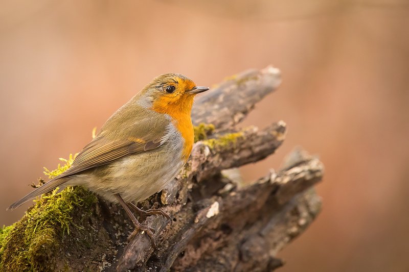 Robin фото превью