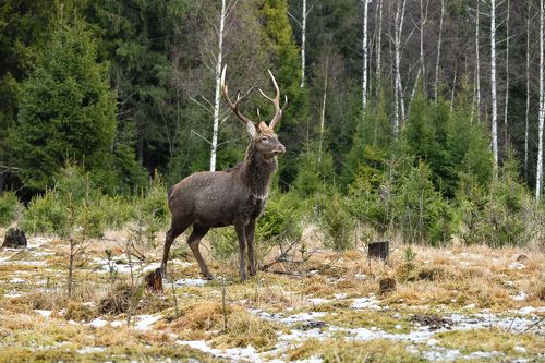 в зимнем лесу