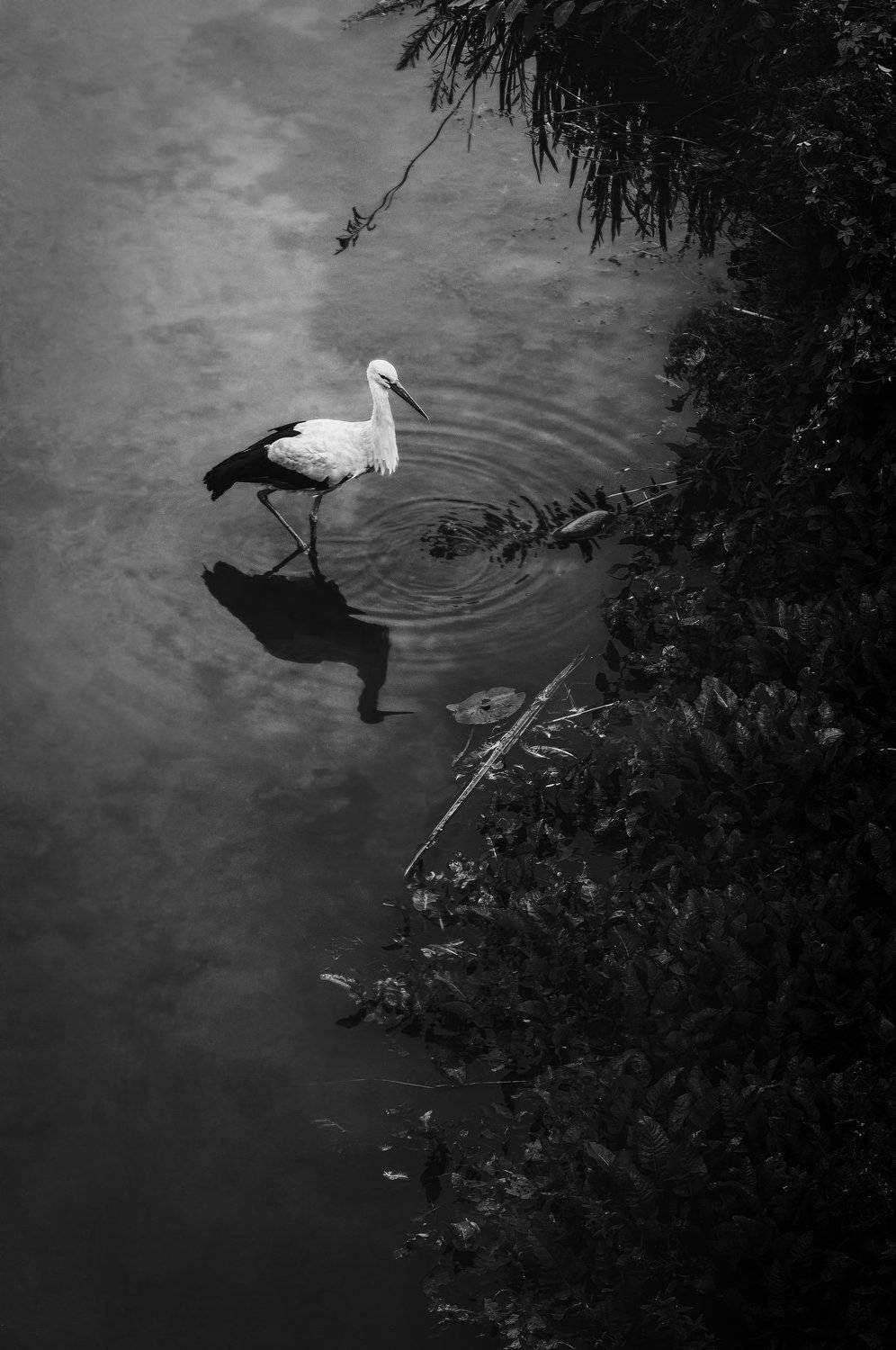 black, stork, bird, birds, blackandwhite, blackandwhitephotography, blackwhite, wildbird, wildlife, wildlifephotography, birdbirds, birdphotography,  минск, беларусь, аист, бусел, птицы, чб, чёрно-белое, Полина Хрол