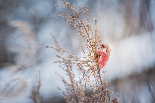Урагус и чечетка