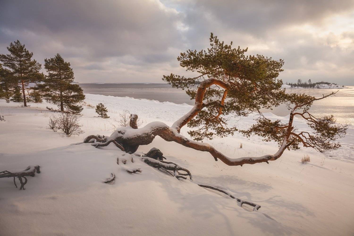 Ладожские шхеры зимой, зимняя Ладога, Карелия, сосна, Арсений Кашкаров
