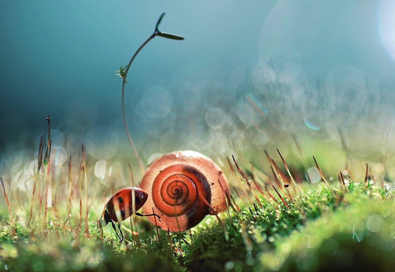 , Лапшина Владлена