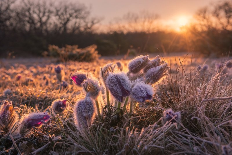 крым, сон-трава, прострел, весенний крым, весна в крыму, цветы, первоцветы, туризм, россия, путешествия, фототур в крым, фототуры, туру в крым Весна, мы скучаем... фото превью