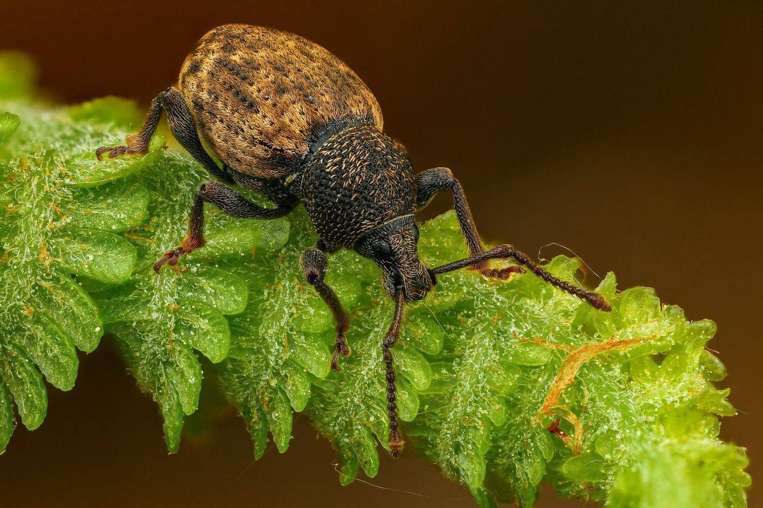 жук макро природа цвет зеленый растение коричневый, Андрей Шаповалов