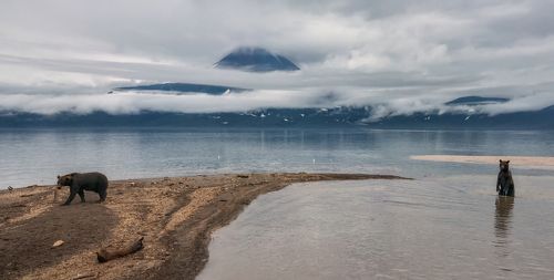 Камчатка. Медведи Курильского озера.