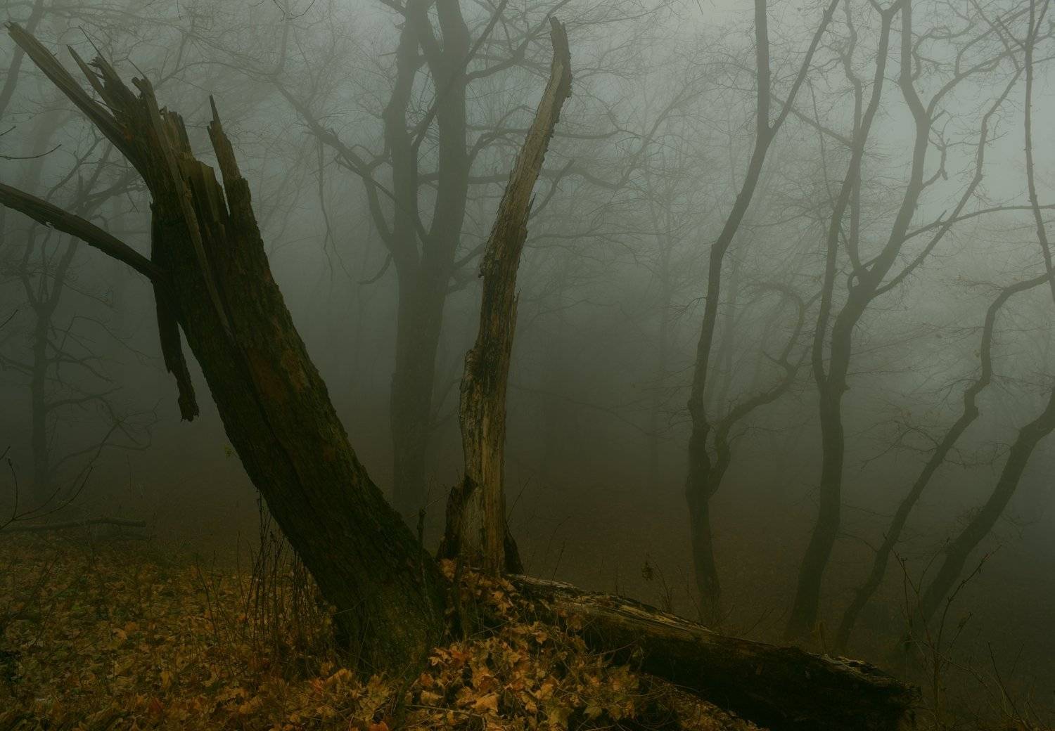 осень листва утро деревья туман, Александр Жарников