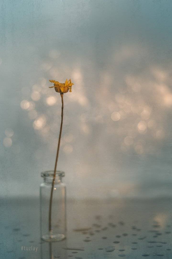 сухой цветок, пупавка, боке, белый гелиос, Владимир Тузлай