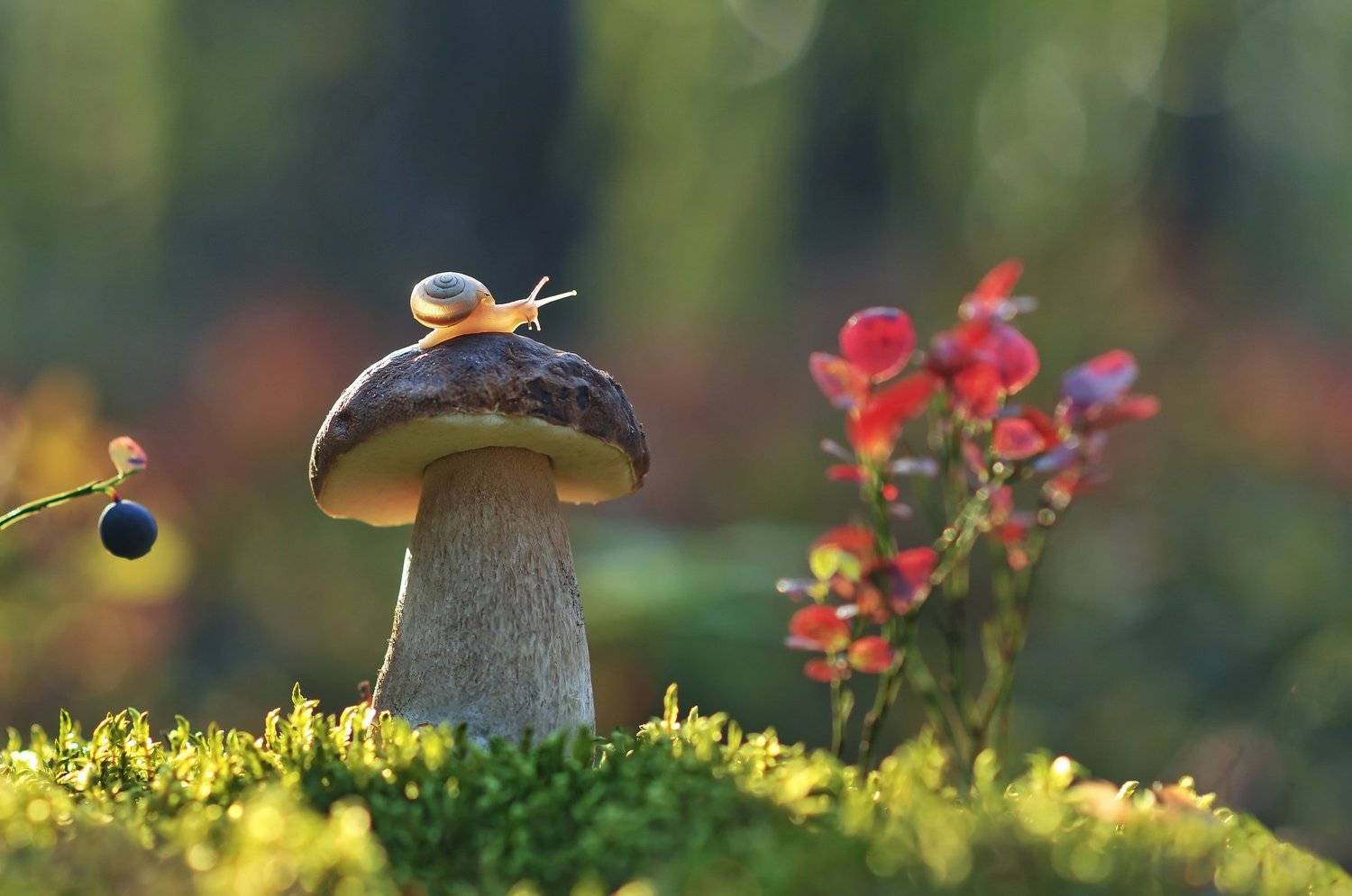 боровик, закат, природа, улитка, Александр Гвоздь