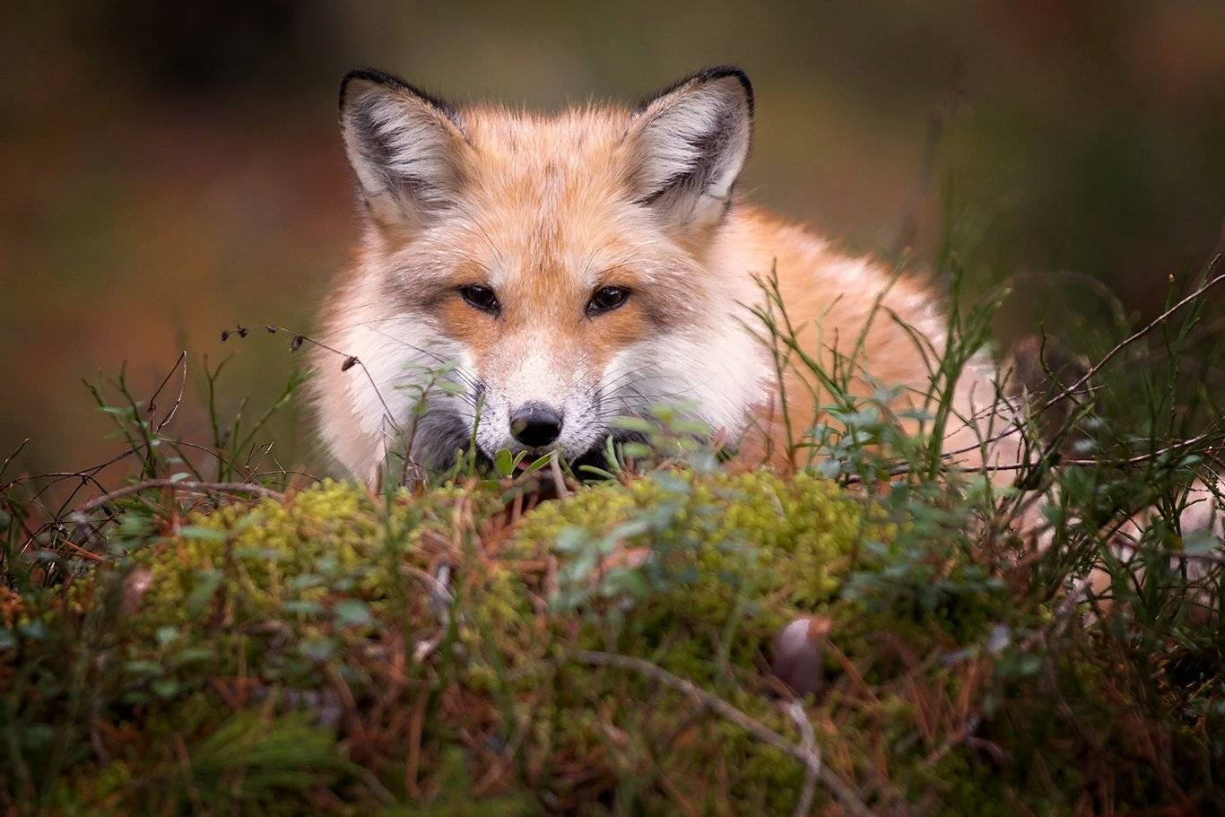 , Андрей Ершов