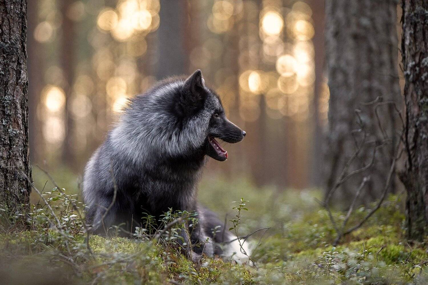 , Андрей Ершов