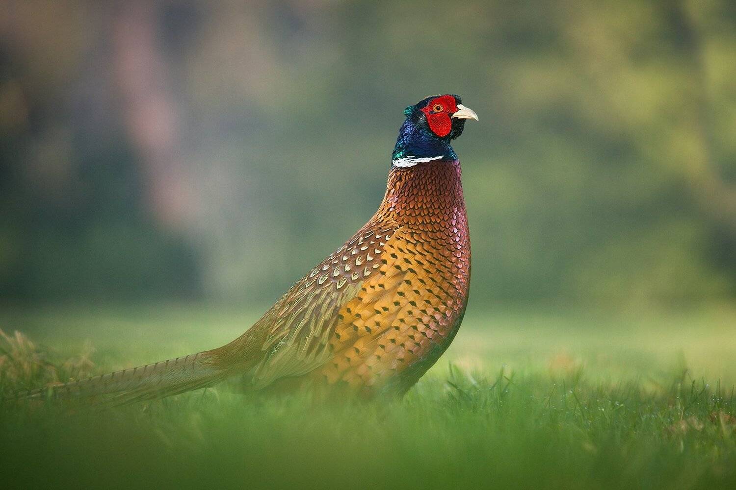 Pheasant. Автор: Robert Adamec , Robert Adamec