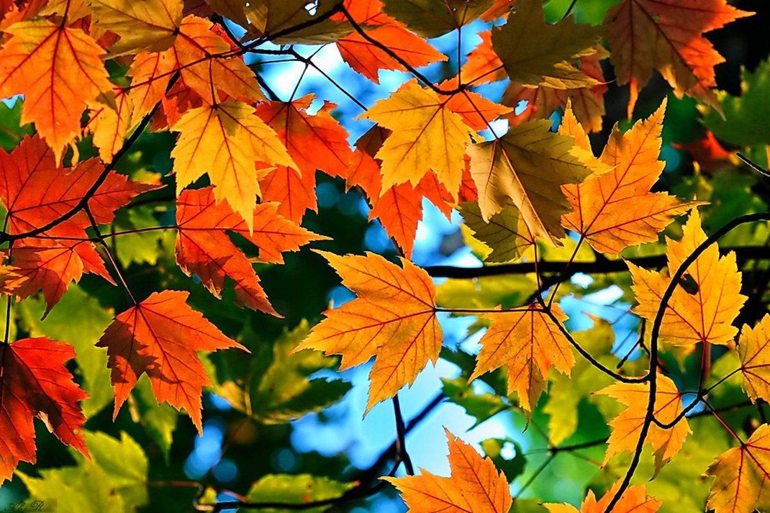 , Razgulyaev Aleksandr