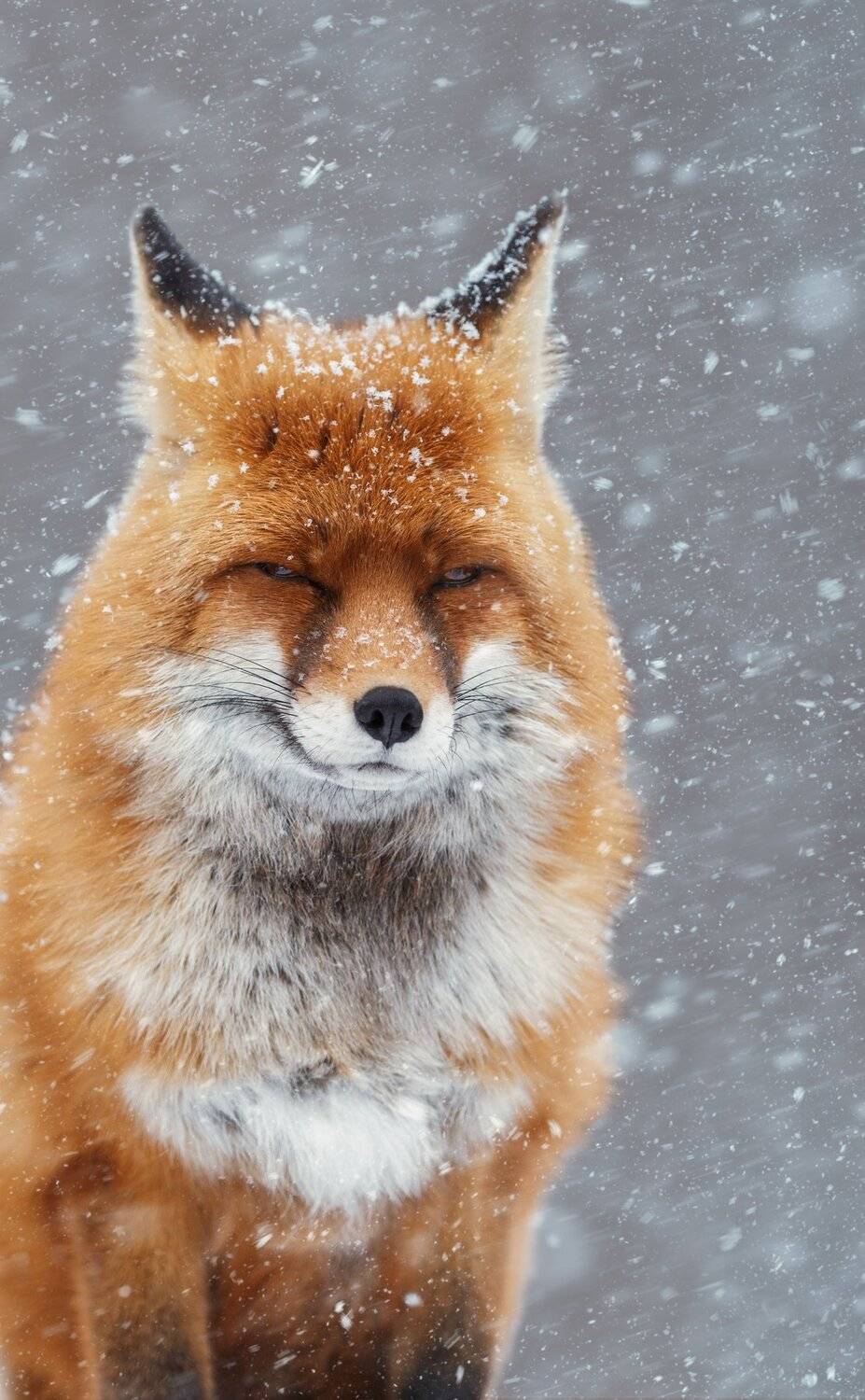 , Олег Богданов