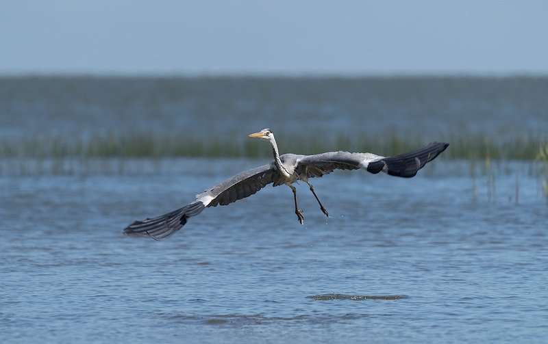 природа, птицы, цапля, взлёт Up! фото превью