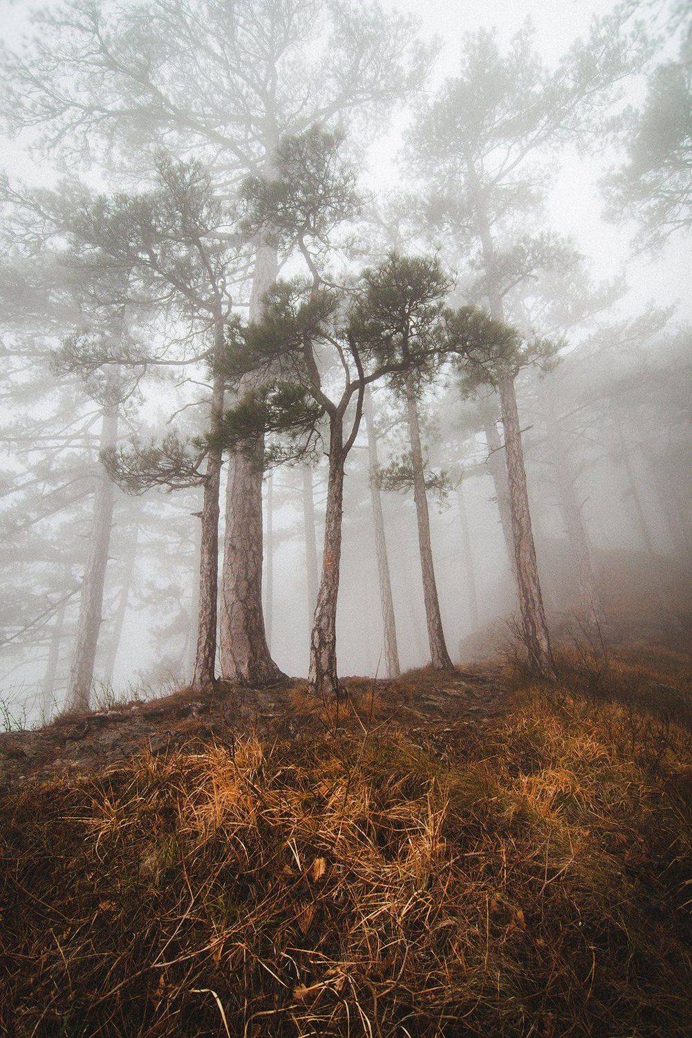 , Юрий Коваленко