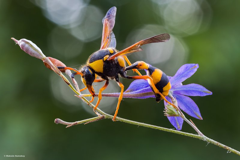 *** фото превью