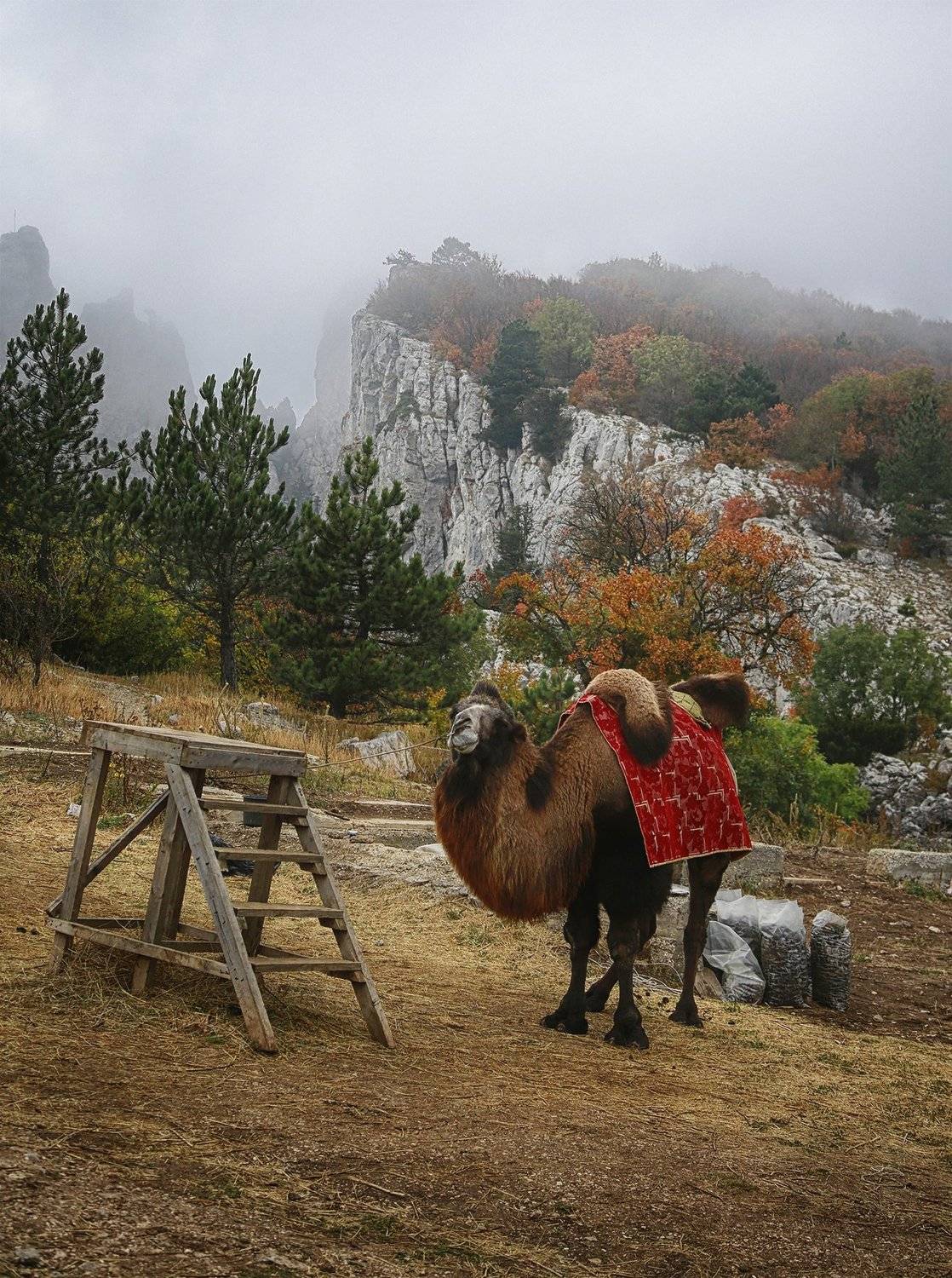 Ай-Петри, склон, верблюд, туман, Александр БАРДЕНЦЕВ