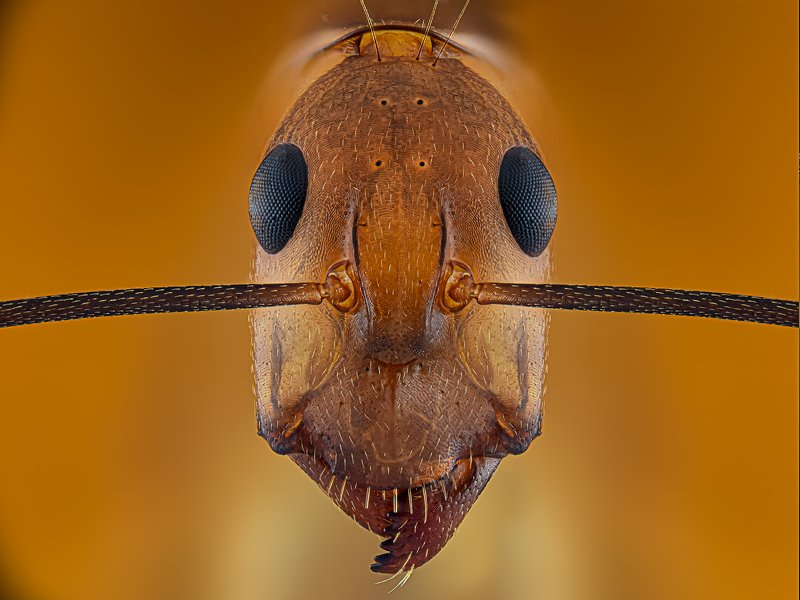 yellow crazy ant фото превью