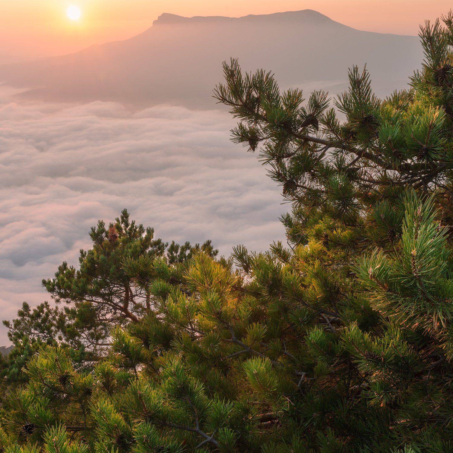 , Евгений Цап